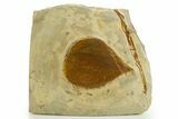 Fossil Leaf (Zizyphus) - Montana #327206-1